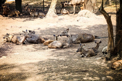 Flock of sheep resting in a field