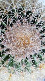 Close-up of cactus plant