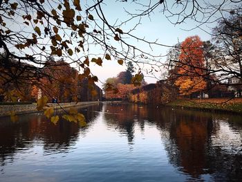 Reflection of trees in water