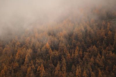 Full frame shot of trees in forest during autumn