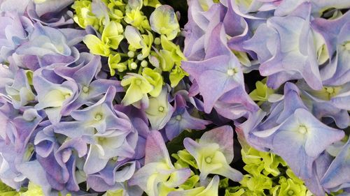 Full frame shot of purple hydrangea blooming outdoors