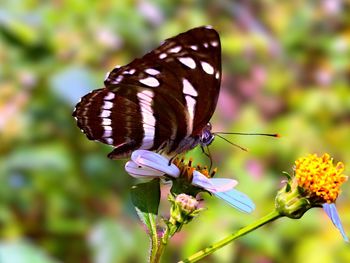 Close-up of butterfly pollinating on flower