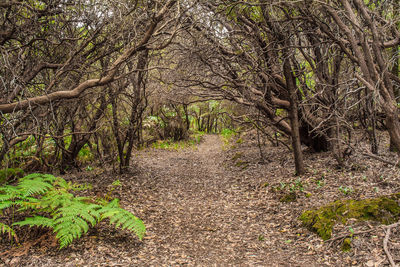 Full frame shot of trees