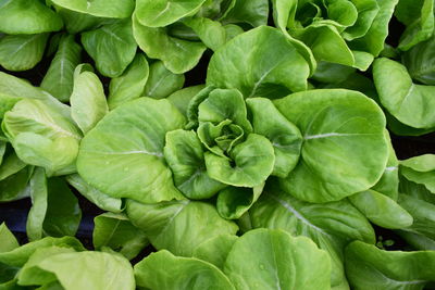 Full frame shot of green leaves