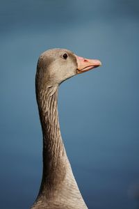 animal themes