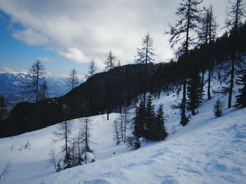 Trees against sky during winter