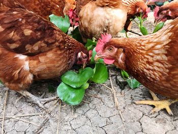 Close-up of birds