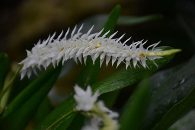 Close-up of white flowering plant