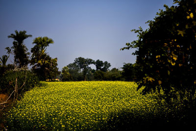 Scenic view of field against clear sky