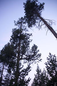 Low angle view of trees against sky