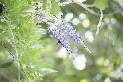 Close-up of insect on purple flowering plant