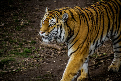 Close-up of tiger walking outdoors