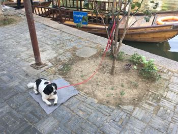 High angle view of a dog