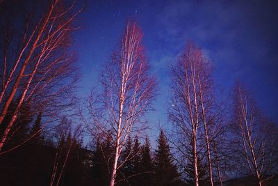 Low angle view of bare trees against sky at night