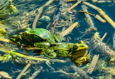 Close-up of frog in sea