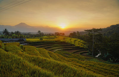 Scenic view of agricultural field against sky during sunset