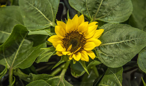 Close-up of honey bee on sunflower