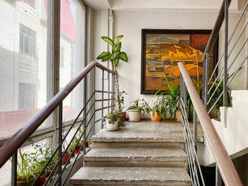 Potted plants on staircase of building