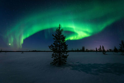 Trees on snow covered field against sky at night