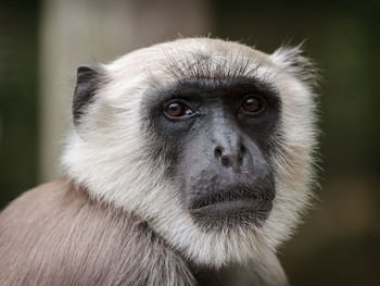 Close-up portrait of a monkey