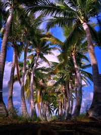 Low angle view of palm trees against sky