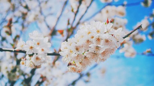 Close-up of flowers on branch