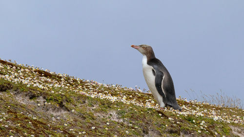 Low angle view of penguin on hill against clear sky