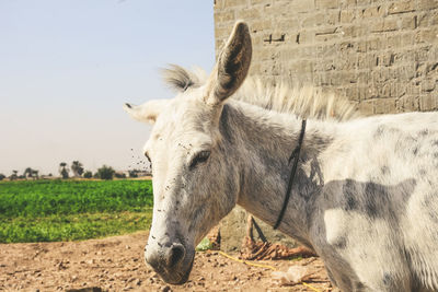 Close-up of horse standing on field