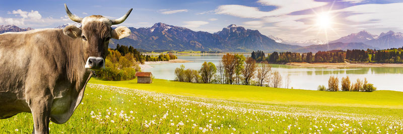 Portrait of cow on meadow in front of lake and mountains