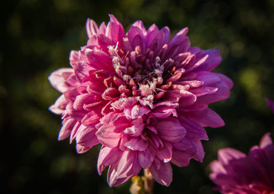 Close-up of pink flower