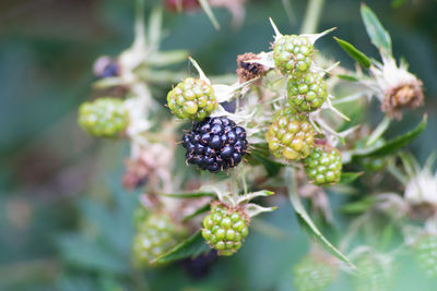 Close-up of blackberries growing on plant