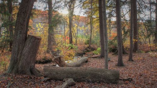 Trees in forest during autumn