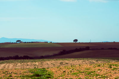 Scenic view of agricultural field against clear sky