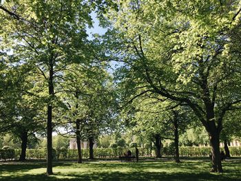 Trees in park