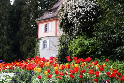 Red flowering plants and trees by building