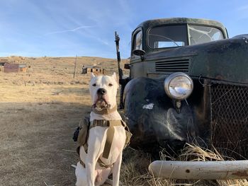 Portrait of a dog on the field