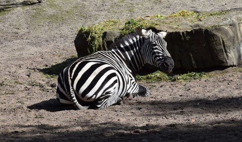 Zebra sitting on a field