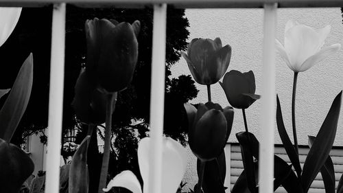 Close-up of white flowering plants by window