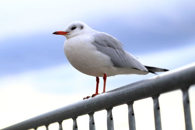 Close-up of seagull perching on railing against sky