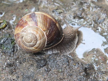 High angle view of snail on rock