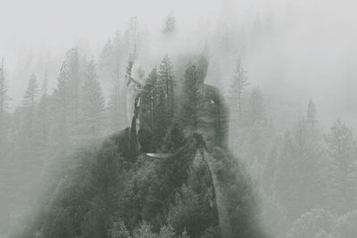 Panoramic shot of trees in forest during foggy weather