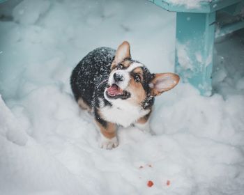 Dog on snow covered field