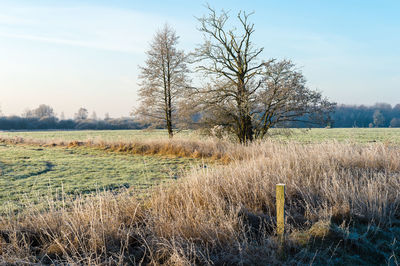 Bare trees on field against sky