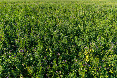 Full frame shot of plants on land