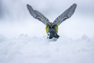 Close-up of bird flying over snow
