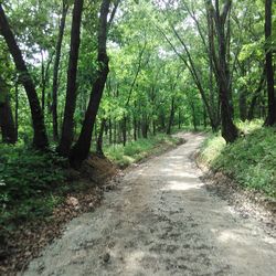 Dirt road amidst trees in forest