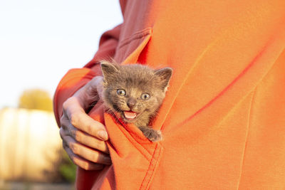 Gray cat in hands. kitten smiling sitting in the pocket of orange clothes. copy space