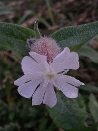 Close-up of snow on plant