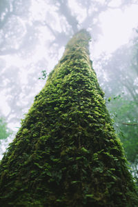 Low angle view of moss on tree trunk