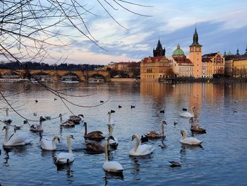 Swans in prague vltava river